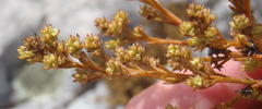 Thesium ericifolium