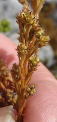 Thesium ericifolium