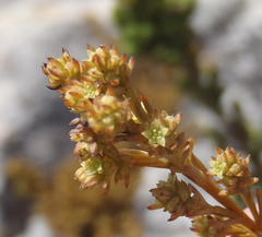 Thesium ericifolium