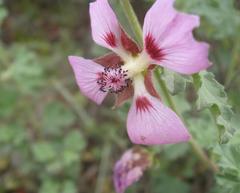 Anisodontea