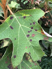 Cercospora hydrangeae