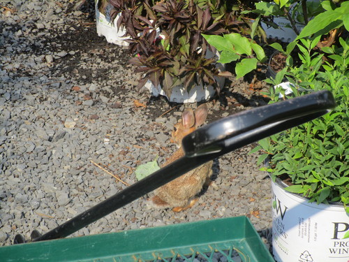 Eastern Cottontail photographed in Pennsylvania