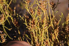Dicerothamnus adpressus