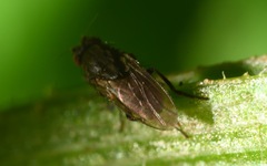 Leptocera