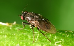 Leptocera
