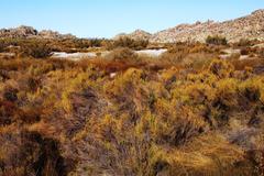 Dicerothamnus adpressus