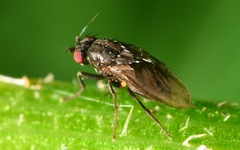 Leptocera