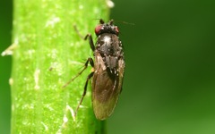 Leptocera