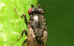 Leptocera