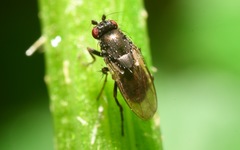 Leptocera