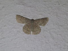 Pingasa abyssiniaria