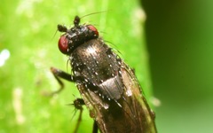 Leptocera