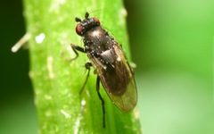 Leptocera