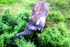 Elephas maximus