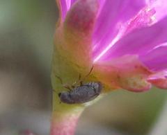 Urodontinae