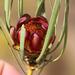 Protea acuminata - Photo (c) Tony Rebelo, μερικά δικαιώματα διατηρούνται (CC BY-SA), uploaded by Tony Rebelo
