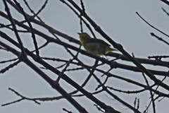 Piranga olivacea