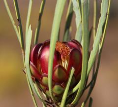 Protea acuminata