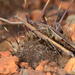 Ischnomantis fatiloqua - Photo (c) peterwebb, algunos derechos reservados (CC BY-NC), uploaded by peterwebb