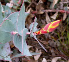 Protea amplexicaulis
