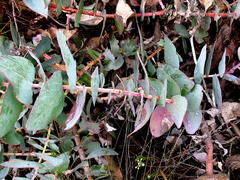 Protea amplexicaulis
