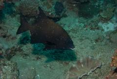 Oplegnathus robinsoni