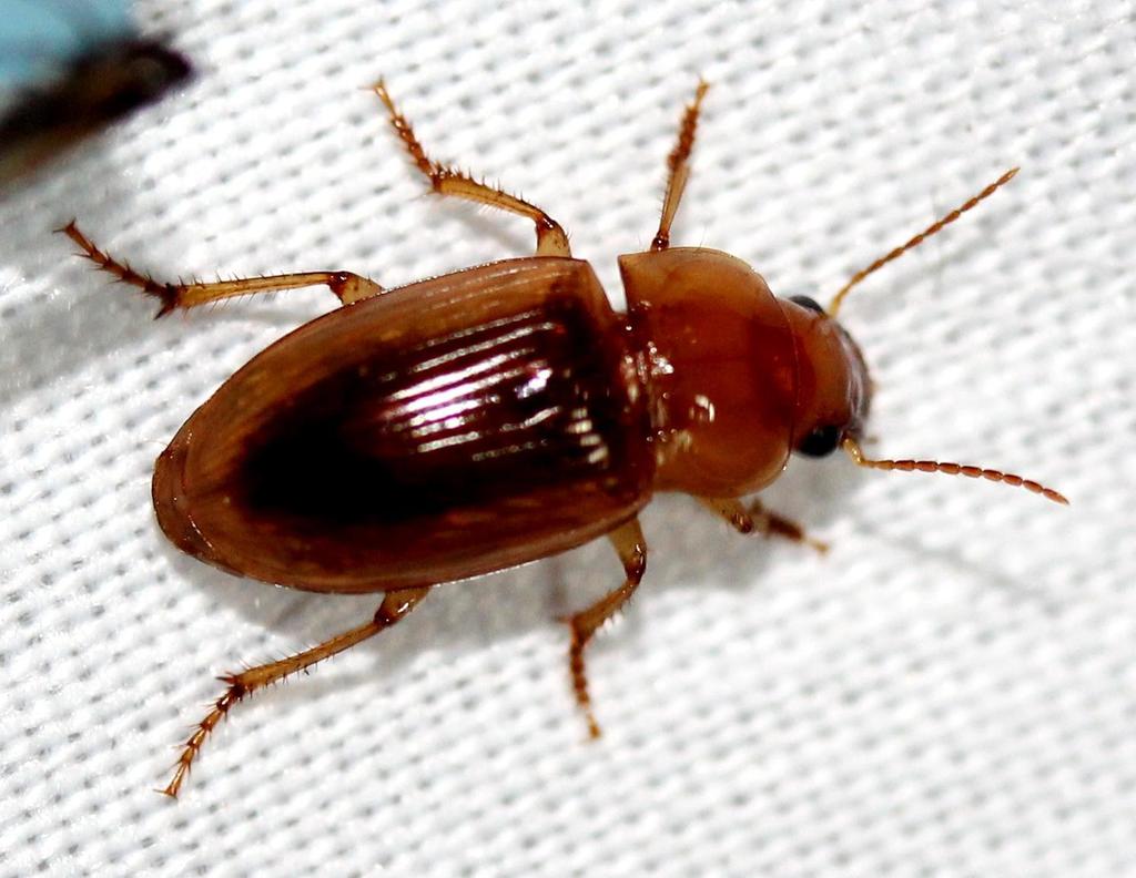 Ooidius dorsiger
