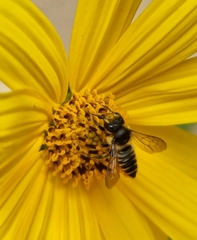 Megachile melanopyga