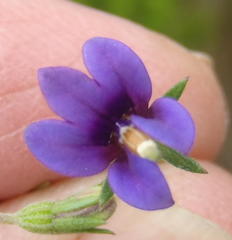 Monopsis simplex