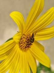 Megachile melanopyga