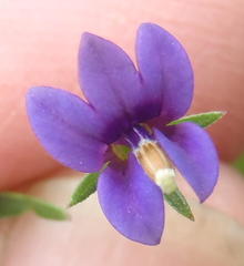Monopsis simplex