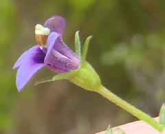 Monopsis simplex