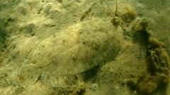 Pseudorhombus jenynsii