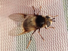 Eriozona syrphoides