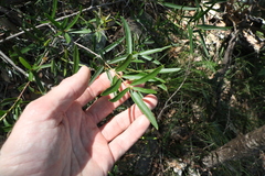 Denhamia cunninghamii