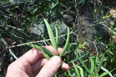 Denhamia cunninghamii