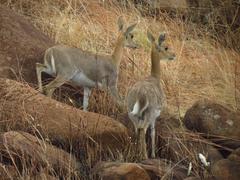 Mountain Reedbuck photo 4