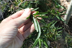 Denhamia cunninghamii