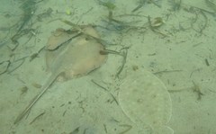 Pseudorhombus jenynsii