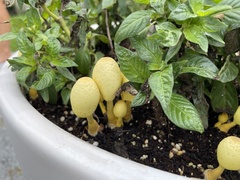 Leucocoprinus birnbaumii image