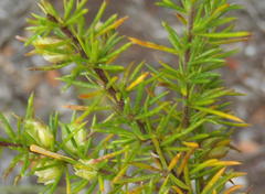 Muraltia ericifolia