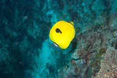 Chaetodon interruptus