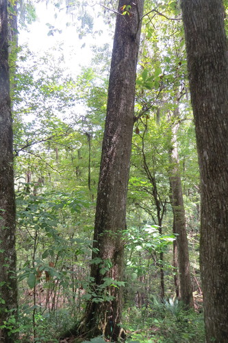 Quercus michauxii image