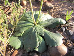 Othonna auriculifolia