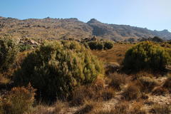 Leucadendron loranthifolium