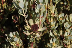 Leucadendron loranthifolium