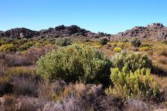 Leucadendron loranthifolium