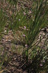 Ixia bellendenii