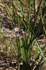 Ixia bellendenii