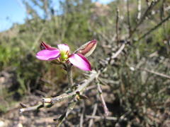 Polygala pubiflora